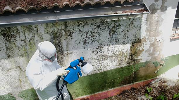 Top rated local Mold Remediation specialists in Mahaffey, PA